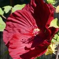 LES FLEURS DE L'ÉTÉ A LA MALAKYTE ...