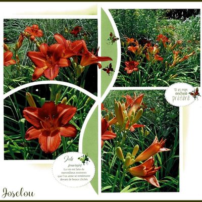 Jardin du Petit Bordeaux (suite)