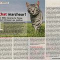 Chat marcheur