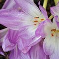 La floraison des colchiques marque la fin de l'été
