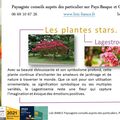 🌳 Lagestroemia Par Paysagiste Pays Basque Paysagiste Landes