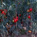 Tomates italiennes pour l'hiver