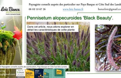 Pennisetum alopecuroides 'Black Beauty' par Paysagiste Pays Basque et Paysagiste Landes.