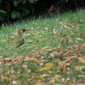 Pic vert (Picus viridis - European Green Woodpecker)