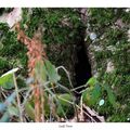 Boudoir de fée en Brocéliande