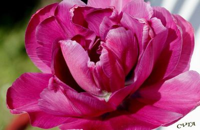 Les tulipes du jardin