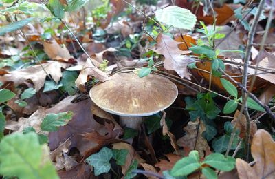 Saison des champignons 2020 : les cèpes se jouent de la folie des hommes