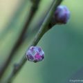 Douceur au jardin