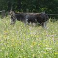 Nature et découvertes en Auvergne