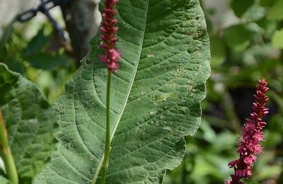 Ses épis rouges amènent de la verticalité dans les massifs