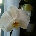 MellePetitpois et les orchidées...