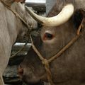 La foire agricole sous la pluie