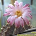 Gymnocalycium mihanovichii var. nishiki