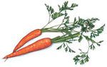 Ecologie et fânes de carottes