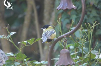 ♥ Les amis du jardin ♥