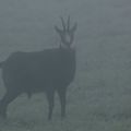 Chamois dans le brouillard