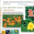 Hémérocalle par Paysagiste Pays Basque et Paysagiste Landes.