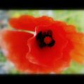 Coquelicot