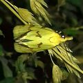 L'Euxanthie du chardon (Agapeta hamana)