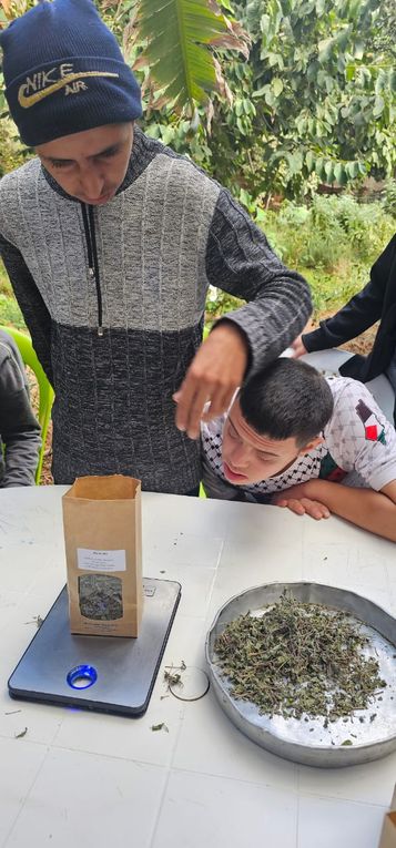 Lundi après-midi 3, mise en sachets de la marjolaine à l'asso. Ourika Tadamoune