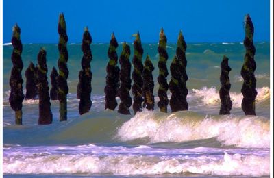 La moule de bouchot