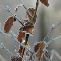 Sous la neige III : qui s'y frotte, s'y pique.