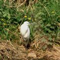 Aigrette garzette