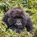 RWANDA - Le Gorille de montagne, une espèce sauvée de l'extinction