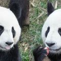 Bambou - Panda