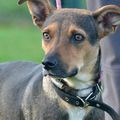 Caramelle, Daisy et Kyla ... Daisy adoptée le 19 Novembre, Caramelle le 18 Décembre 2015, Kyla le 4 Janvier 2016