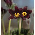 Anémone pulsatille - pulsatilla vulgaris