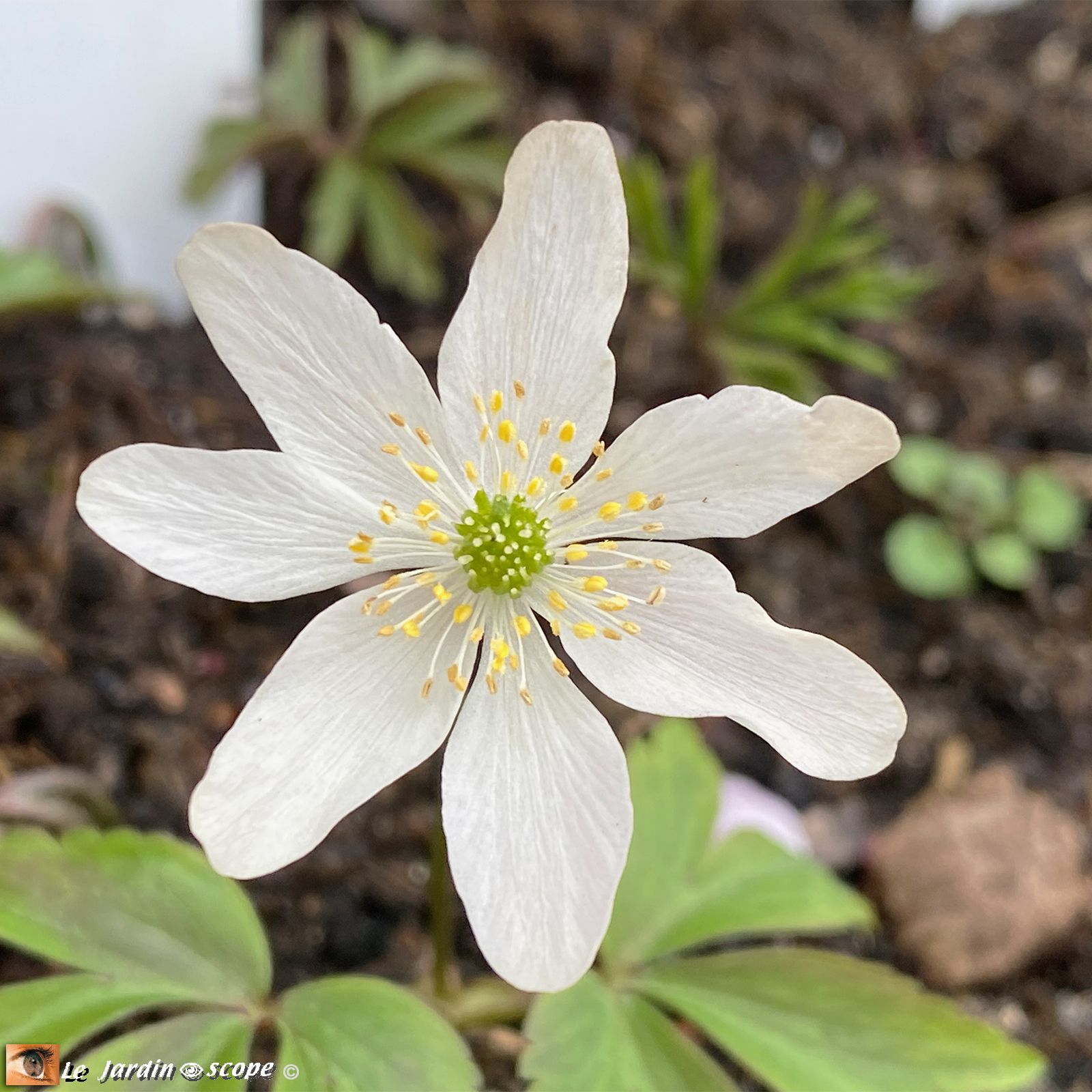 némone sylvie Anemone nemorosa