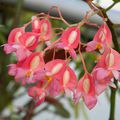 le Begonia maculata Tamaya Le Tamaya, également