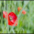 Fleurs cachées