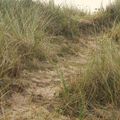 le chemin des dunes