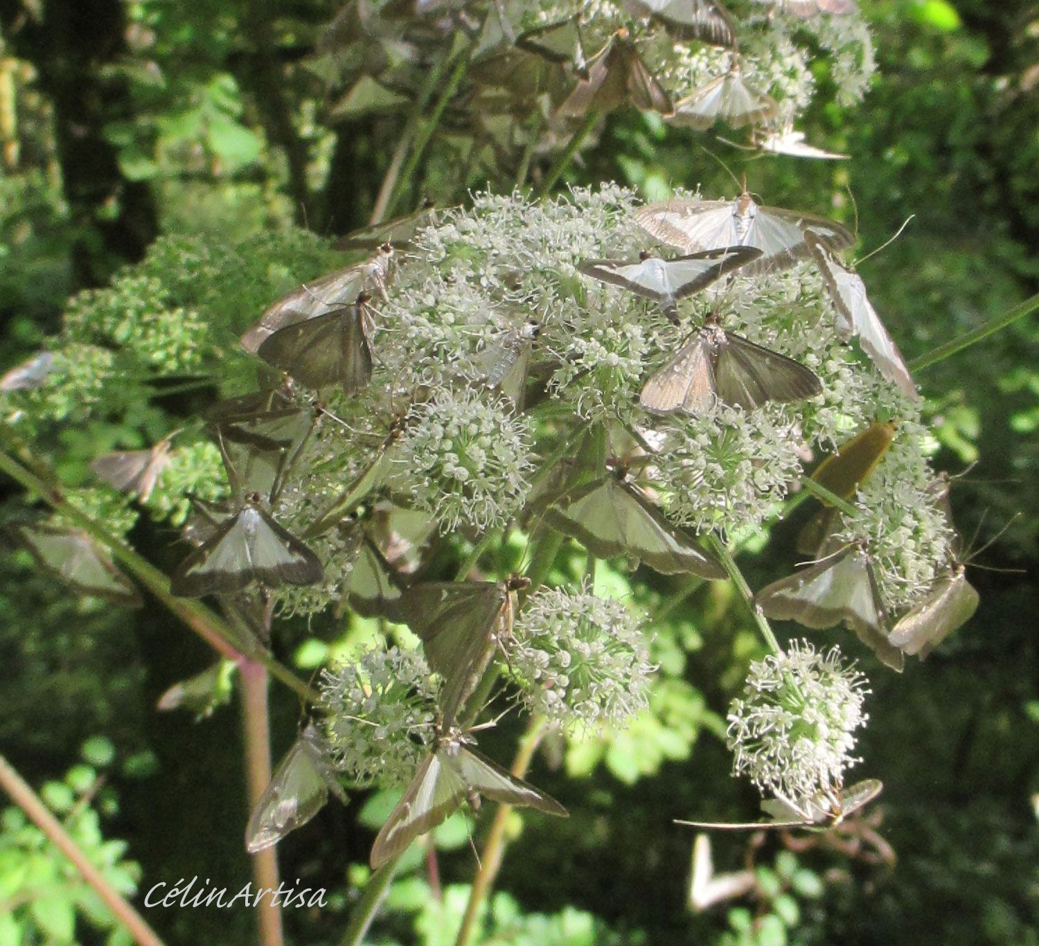 papillons pyrales du buis posés sur des fleurs