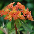 Euphorbia griffithii 'Fireglow'