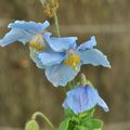 Le pavot bleu de l'Himalaya (Meconopsis betonicifolia)