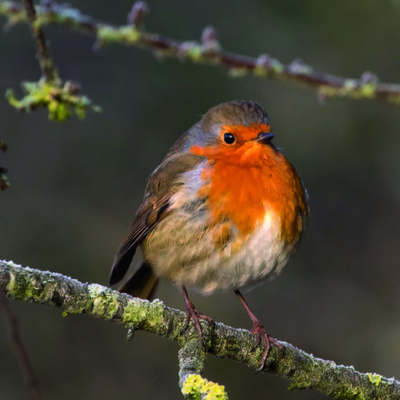 Georges le rouge-gorge