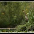 héron pourpré - ardea purpurea