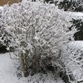 Mon petit jardin sous la neige 