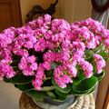 Un Kalanchoe