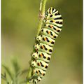 Chenille du Machaon : encore une!!!