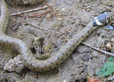 Bon , ben j'y aurais pas pensé !!!