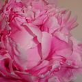 Crème pour les mains karité-pivoine au Naturalis