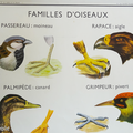 Collection ... Affiche LA VIPERE et LE LEZARD / FAMILLES D'OISEAUX 