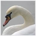 Portrait de Cygne