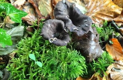 Couleurs, champignons et Solex d'automne (64)