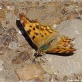 série insectes de dimanche après-midi