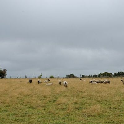 La pluie de Chiloé dessine le paysage